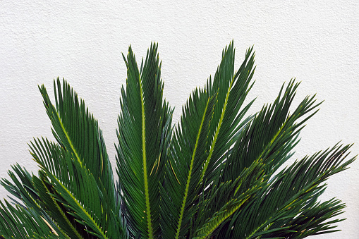 Japanese sago palm plant in front of a white wall