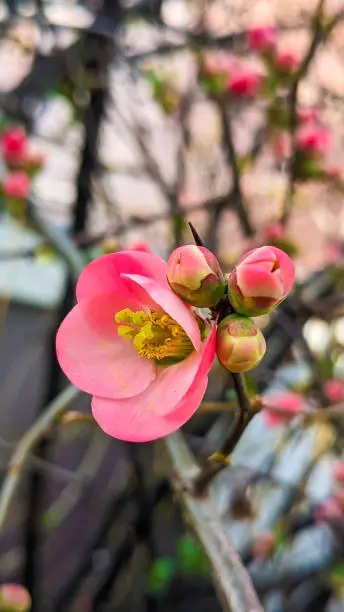 Chaenomeles cathayensis Japanese quince bloom close up. Vertical. First spring flowers primrose bloom.