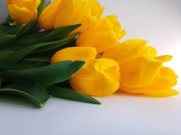 istock Yellow tulips isolated on a white background. Place for text on a floral background. Spring bouquet. Fresh fresh flowers on a white background 1472649777