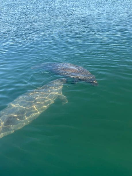 istock two manatees swimming in Florida water 1472650121