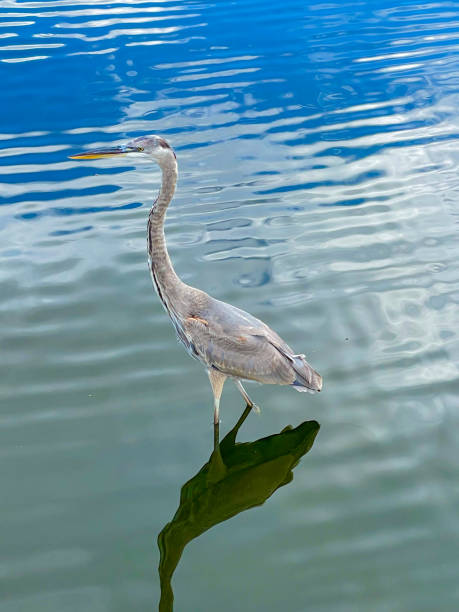 istock young great blue heron in a Florida marsh 1472650170