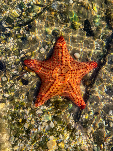 istock Red Cushion sea star in water 1472650188