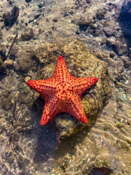 Red Cushion sea star in water stock photo