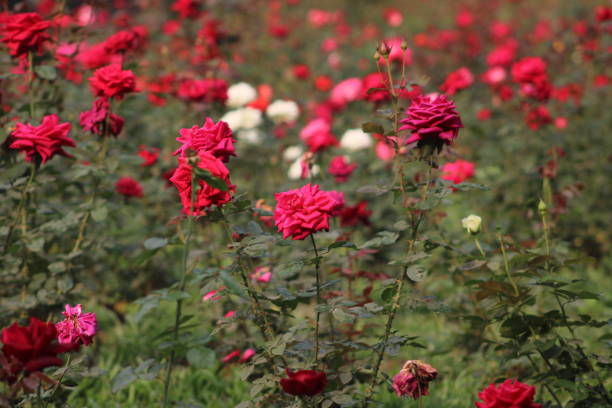 istock Red roses'  flower field 1472651607