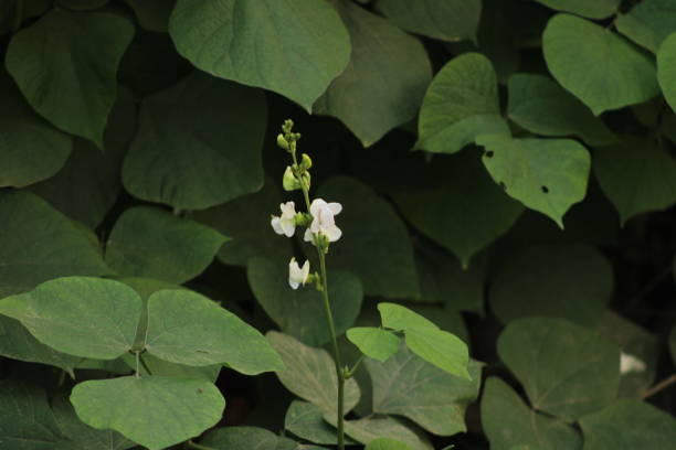 Bean flower singled out in vines growing