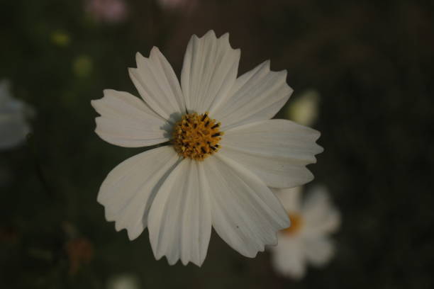 istock Singled out white cosmos flower 1472651739