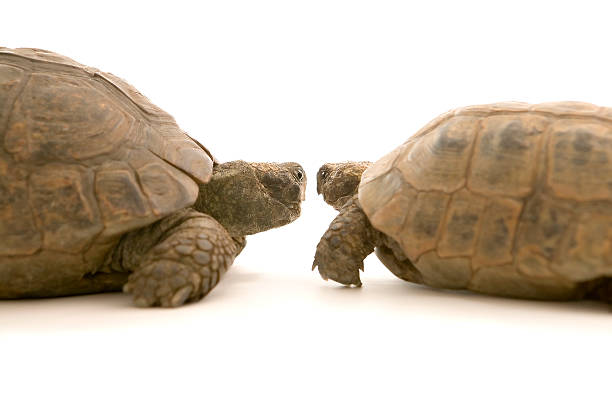 istock Two tortoises looking into each others eyes 147265176