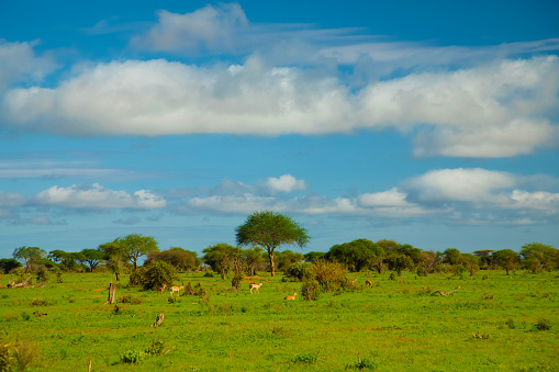 Beautiful landscape with animals, trees and mountains in Africa