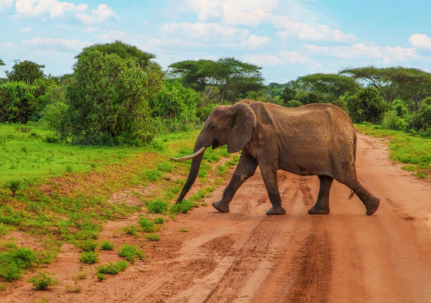 istock Big elephant crossing the brown sand road in a bush. 1472652103