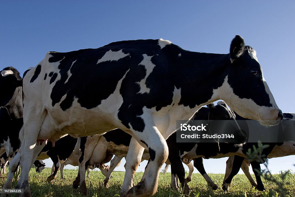 holandesa Vaca - Photo de Bovin libre de droits