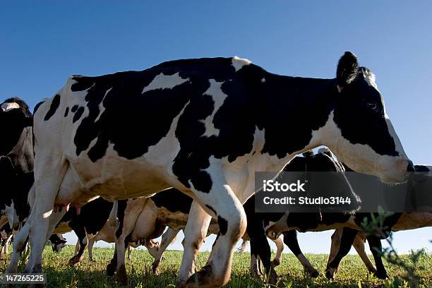 牛 Holandesa - ウシのストックフォトや画像を多数ご用意 - ウシ, ブラジル, ブラジル南部