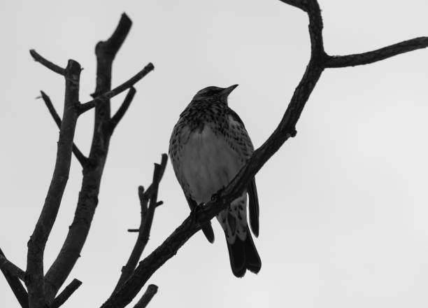 istock Low angle view of bird perching on branch against sky 1472652253