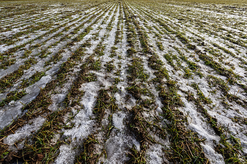 Close-up of agricultural field in winter