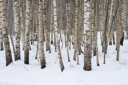 Four seasons of row birch trees