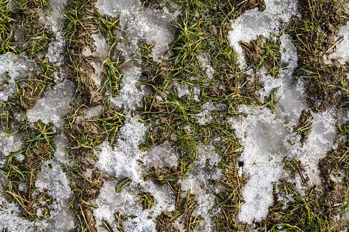 Close-up of agricultural field in winter