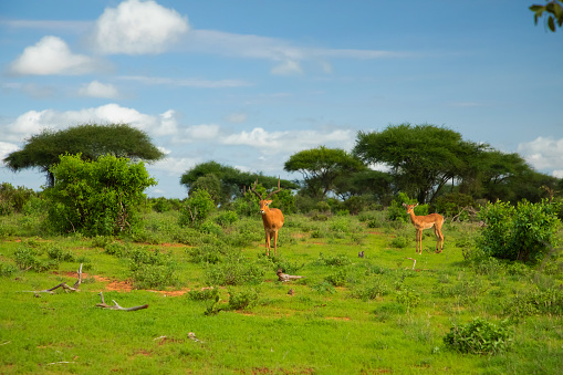 Savannah landscape sunset in South Africa bush Savannah landscape. Antilope at savannah.