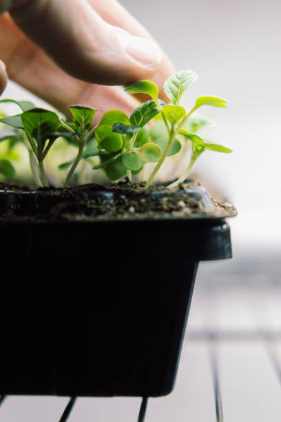 istock Vegetable Plant Starts For Spring Gardening 1472653584