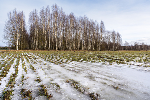 Agricultural field in winter. Birch grove in the background