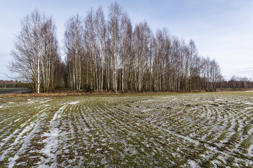 Agricultural field in winter landscape