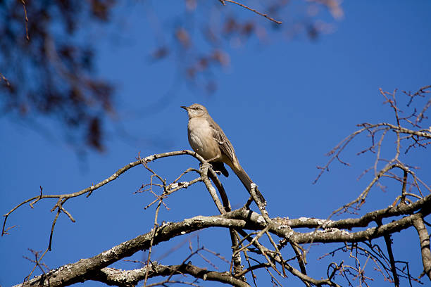 istock Northern Mockingbird in Winter 147265429