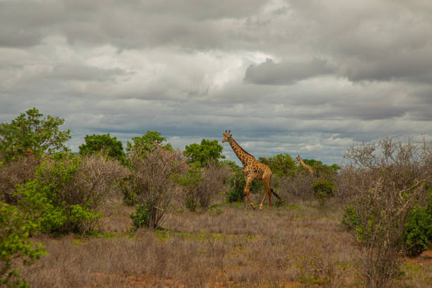 some giraffe walk through the savannah between the plants.