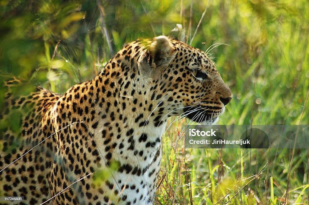 Leopardo Africano - Royalty-free Animais caçando Foto de stock