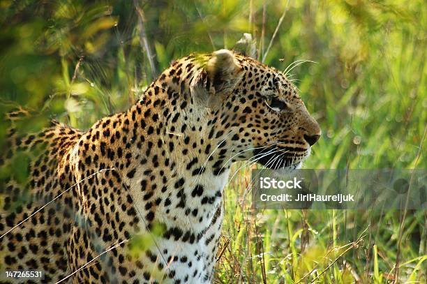 Leopardo Africano - Fotografias de stock e mais imagens de Animais caçando - Animais caçando, Animal, Animal selvagem