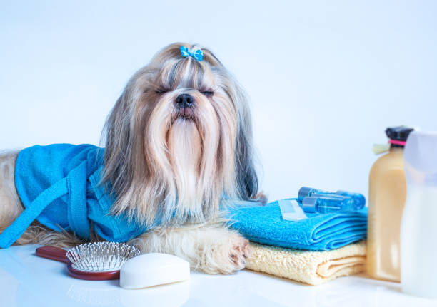 istock Shih tzu dog washing 1472655384