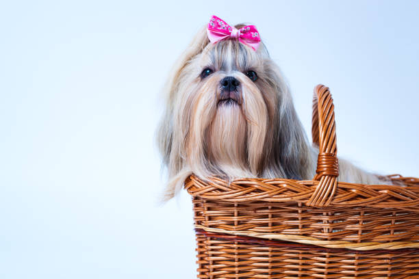 istock Cute shih tzu dog 1472655416