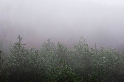 Forest in the mist, Mt. Rainier National Park, Washington State, USA.