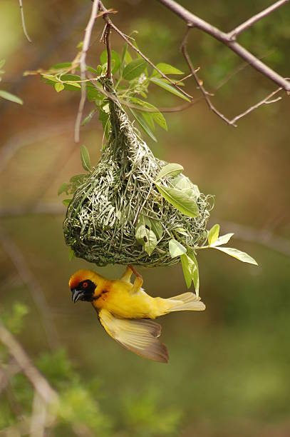 istock African black masked weaver on its nest 147265812