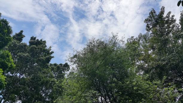 istock Tree blue sky, tree top against blue sky on a sunny day 1472658275