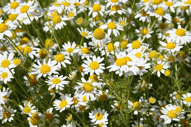 Wildflowers stock photo