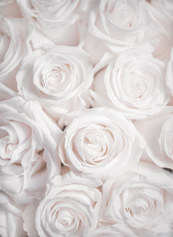 Pink rose flowers arrangement isolated on white. Flat lay.