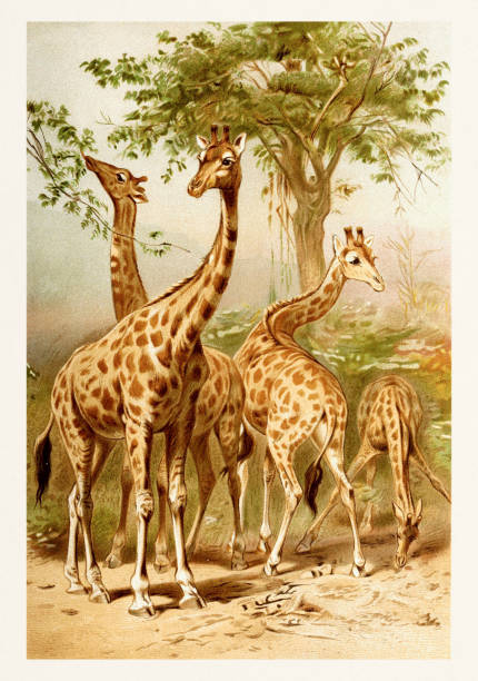 Giraffe. Wildlife illustration by Brehm, Alfred Edmund - 1876