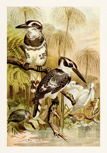 Pied Kingfisher. Wildlife illustration by Brehm, Alfred Edmund - 1876