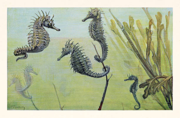 illustrations, cliparts, dessins animés et icônes de illustration mignonne d’hippocampe - jellyfish cnidarian illustration and painting engraved image