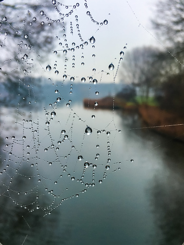 Many drops of water clinging to the fibers of a  milkweed seed pod in the early morning.