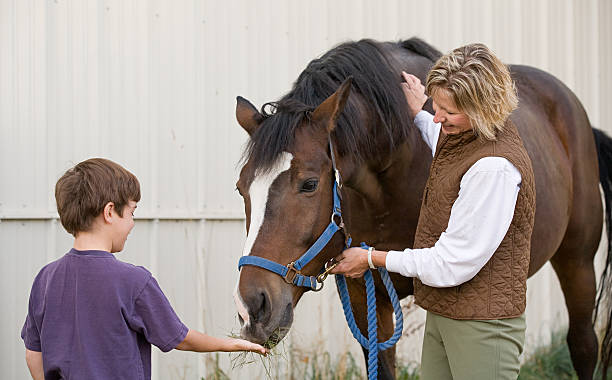 boy feeding лошадь - horse child animal feeding стоковые фото и изображения