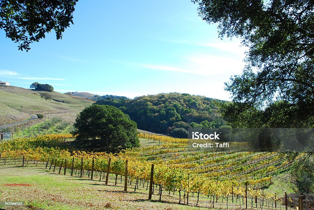 vineyard scene california santa rosa after the Autumn Stock Photo