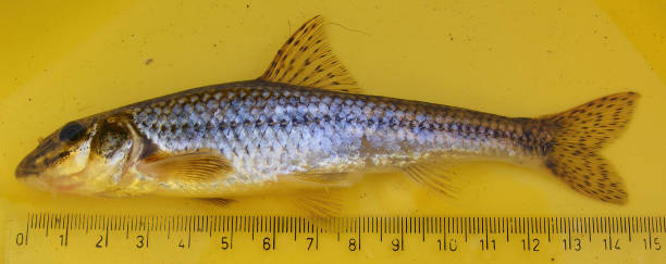 Gobio gobio, or the gudgeon, is a species of fish in the family Cyprinidae on the background of measurement grid. Ichthyology research. Gobio gobio, or the gudgeon, is a species of fish in the family Cyprinidae on the background of measurement grid. Ichthyology research. gobio gobio stock pictures, royalty-free photos & images