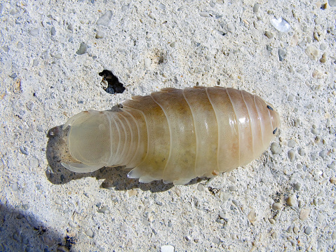 Anilocra physodes (Isopoda, Cymothoidae). Cymothoids are ectoparasitic isopods on the body of fish.