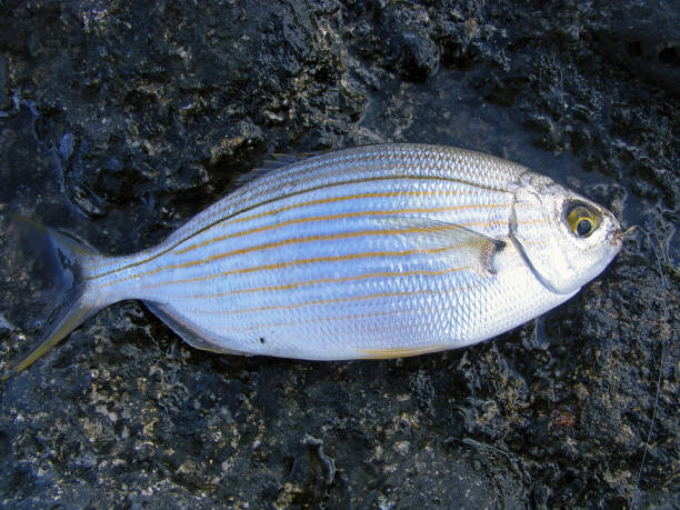 Sarpa salpa, known commonly as the dreamfish, salema, salema porgy, cow bream or goldline, is a species of sea bream. Sarpa salpa, known commonly as the dreamfish, salema, salema porgy, cow bream or goldline, is a species of sea bream. salpa stock pictures, royalty-free photos & images