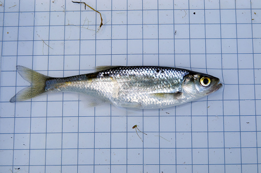 The common bleak (Alburnus alburnus) is a small freshwater coarse fish of the cyprinid family. On the background of a 5 mm measurement grid. Ichthyology research.