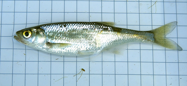 The common bleak (Alburnus alburnus) is a small freshwater coarse fish of the cyprinid family. On the background of a 5 mm measurement grid. Ichthyology research.