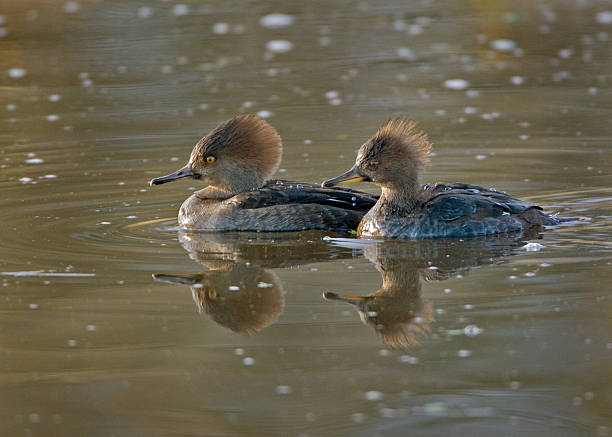 Hooded Merganser Ducks (female) stock photo