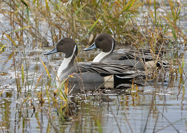 Northern Pintail Duck stock photo