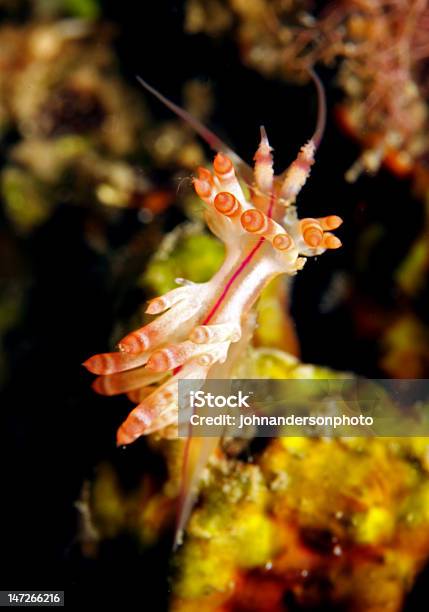 Nudibranch Stock Photo - Download Image Now - Sea Life, South Pacific Ocean, Anemone Flower