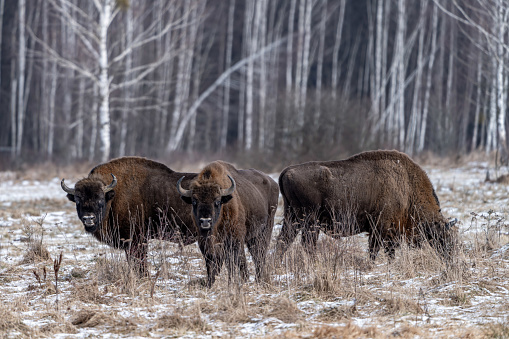 European Bison in Białowieżą forest