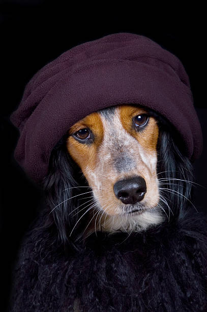 istock Cocky diva dog with hat and boa     (© Lobke Peers) 147266623